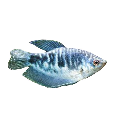 Marmor Gurami - Trichogaster trichopterus “Cosby”