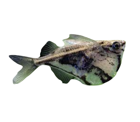 Øksefisk - Carnegiella strigata