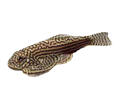 Grøn Finnesuger - Sewellia lineolata