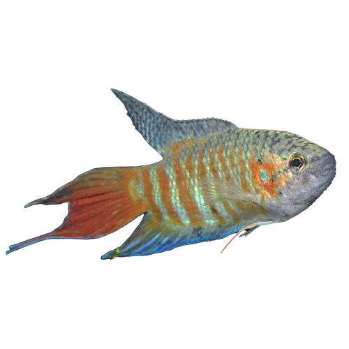 Paradisfisk - Macropodus opercularis