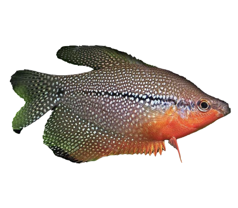 Perle Gurami - Trichogaster leeri