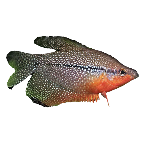 Perle Gurami - Trichogaster leeri