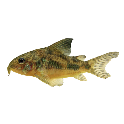 Plettet Pansermalle - Corydoras paleatus