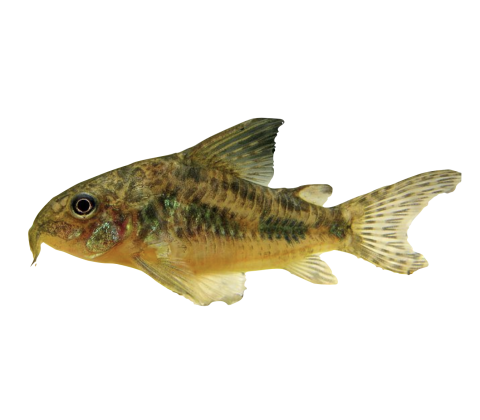 Plettet Pansermalle - Corydoras paleatus
