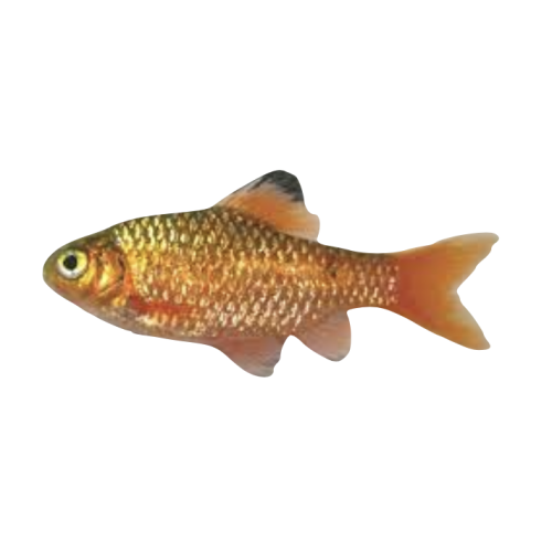 Pragt Barbe - Pethia conchonius / Puntius conchonius