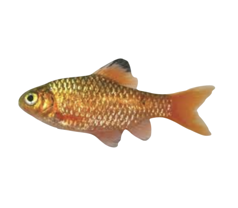 Pragt Barbe - Pethia conchonius / Puntius conchonius