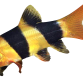Pragtsmerling / Clown Loach - Botia macracanthus