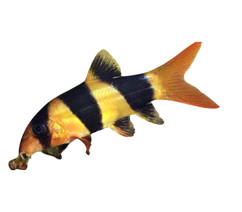 Pragtsmerling / Clown Loach - Botia macracanthus