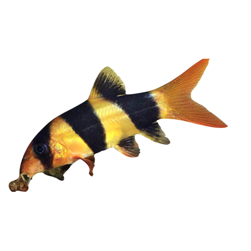 Pragtsmerling / Clown Loach - Botia macracanthus