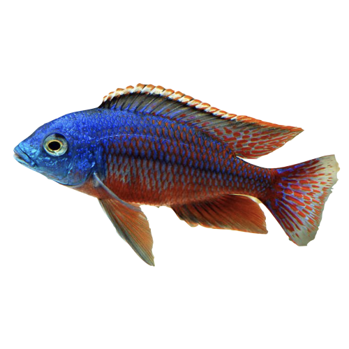 Hinderi - Protomelas Hinderi