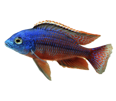 Hinderi - Protomelas Hinderi