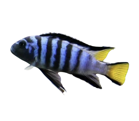 Mbuna cichlide - Pseudotropheus elongatus