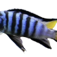 Mbuna cichlide - Pseudotropheus elongatus