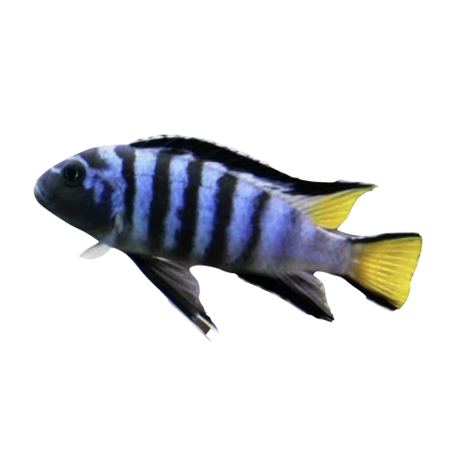 Mbuna cichlide - Pseudotropheus elongatus