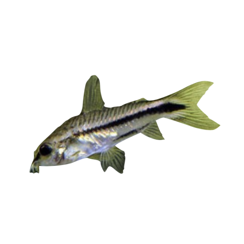 Pygmæ Pansermalle - Corydoras pygmaeus