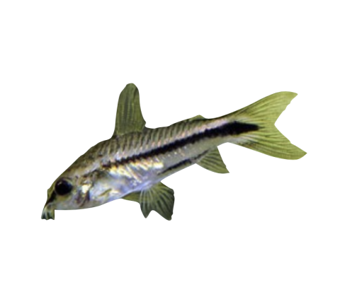 Pygmæ Pansermalle - Corydoras pygmaeus