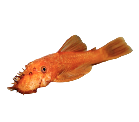 Rød Ancistrus Malle - Ancistrus sp. “Red”