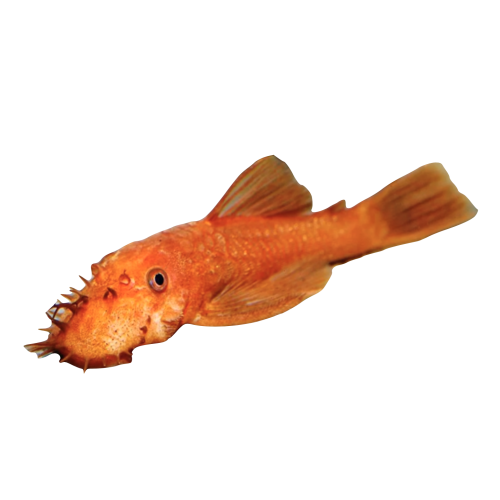 Rød Ancistrus Malle - Ancistrus sp. “Red”