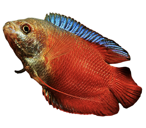 Rød Dværg Gurami - Trichogaster lalius / Colisa lalia