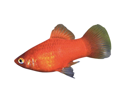 Rød Platy - Xiphophorus maculatus