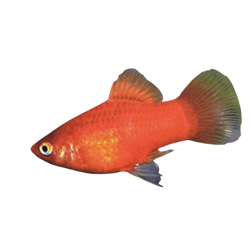 Rød Platy - Xiphophorus maculatus