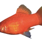 Rød Platy - Xiphophorus maculatus