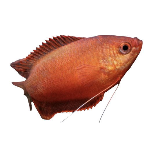 Rubin Gurami - Trichogaster lalius / Colisa labiosa