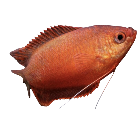 Rubin Gurami - Trichogaster lalius / Colisa labiosa