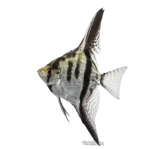 Scalare - Pterophyllum scalare