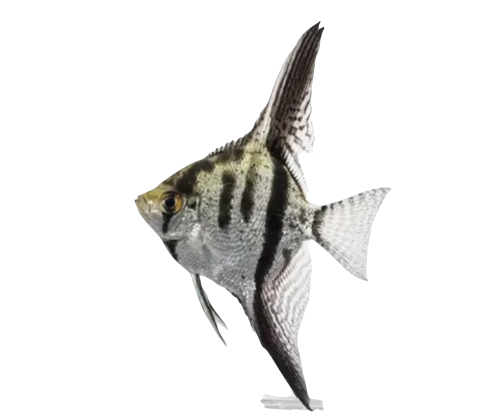 Scalare - Pterophyllum scalare