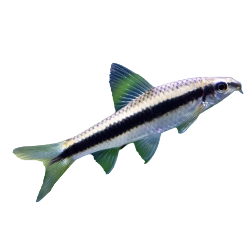 Siamesisk Algeæder - Crossocheilus oblongus