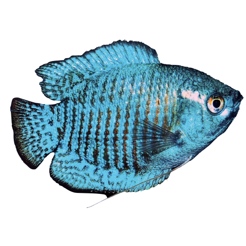 Skyblå Neon Dværggurami - Trichogaster lalius / Colisa lalia