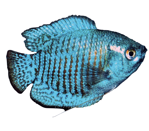 Skyblå Neon Dværggurami - Trichogaster lalius / Colisa lalia