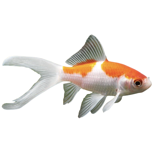 Slørhaler - Carassius auratus