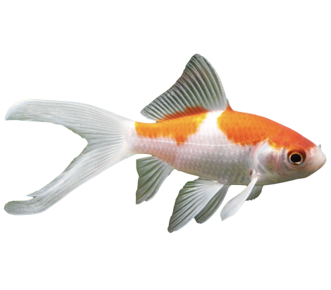 Slørhaler - Carassius auratus