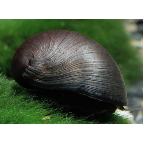 Sort Majssnegl - Neritina pulligera