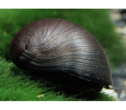 Sort Majssnegl - Neritina pulligera