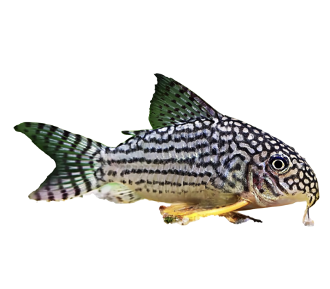 Sterbai Pansermaller - Corydoras sterbai
