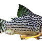 Sterbai Pansermaller - Corydoras sterbai