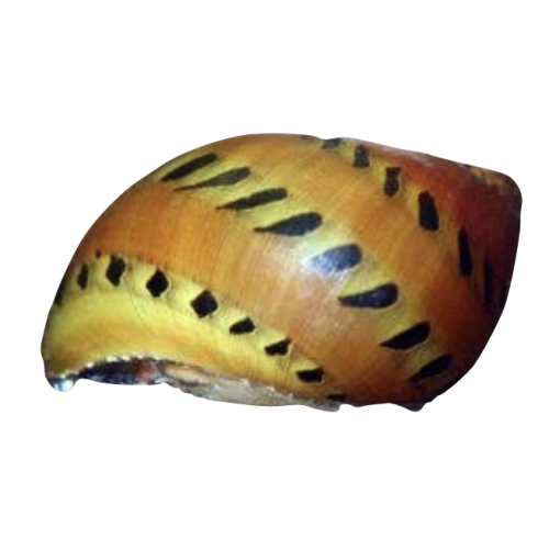 Tiger / Rød Plettet Snegle - Clithon spp. (typisk Clithon corona)