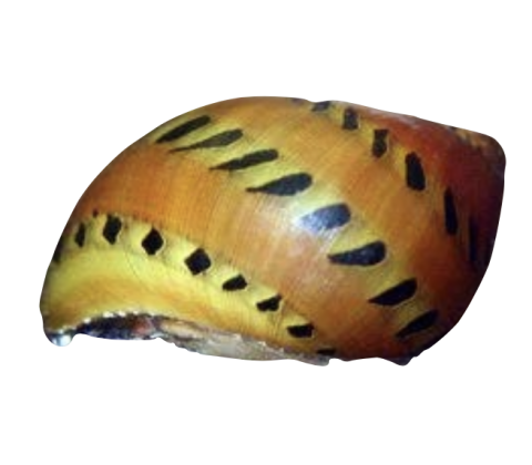 Tiger / Rød Plettet Snegle - Clithon spp. (typisk Clithon corona)