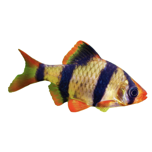 Tiger Barbe - Puntigrus tetrazona / Puntius tetrazona