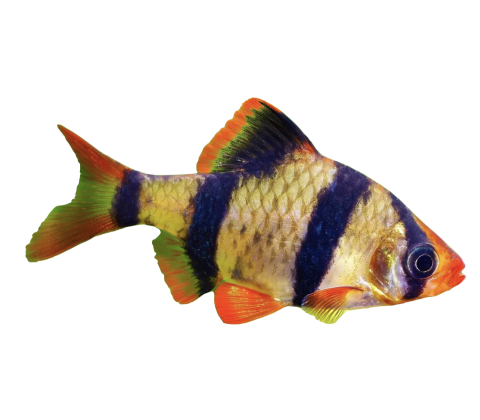 Tiger Barbe - Puntigrus tetrazona / Puntius tetrazona