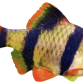 Tiger Barbe - Puntigrus tetrazona / Puntius tetrazona