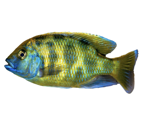 Venustus - Nimbochromis venustus