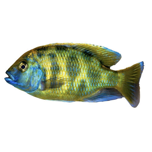 Venustus - Nimbochromis venustus