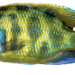 Venustus - Nimbochromis venustus
