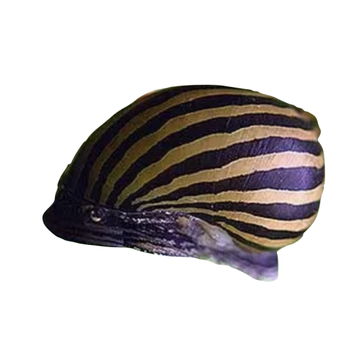 Zebra Snegle - Neritina turrita