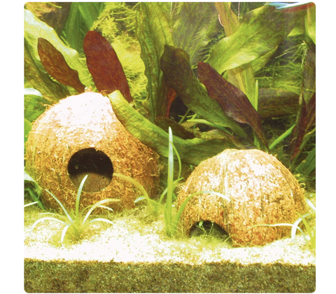 JBL Cocos Cava 1/2 M Hule