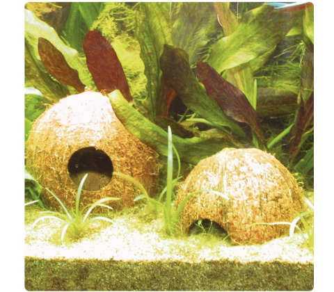 JBL Cocos Cava 1/2 M Hule